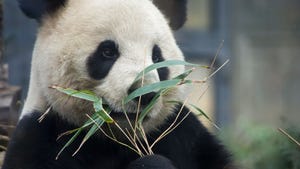 Panda Bear eating bamboo