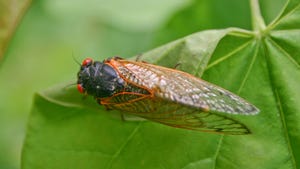 Cicada on a leaf