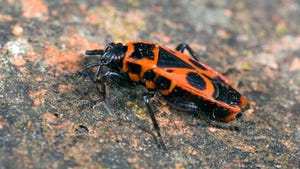 Fire Bug pyrrhocoris apterus