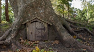 A small doorway in a tree trunk in the forest