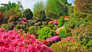 Leonardslee garden in full bloom, Sussex UK