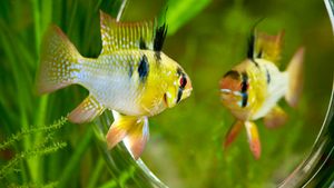 Yellow and black fish floating with green plants in the background looking at its image in a mirror