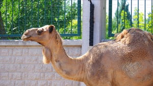 Camel at outdoor zoo on a sunny day