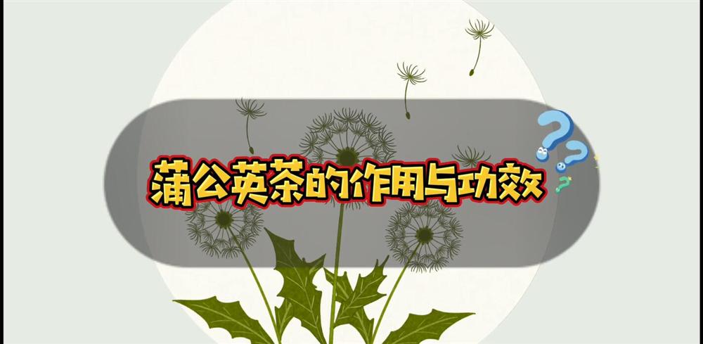 蒲公英茶的作用与功效