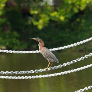 Green Heron on Pier Chains.jpeg