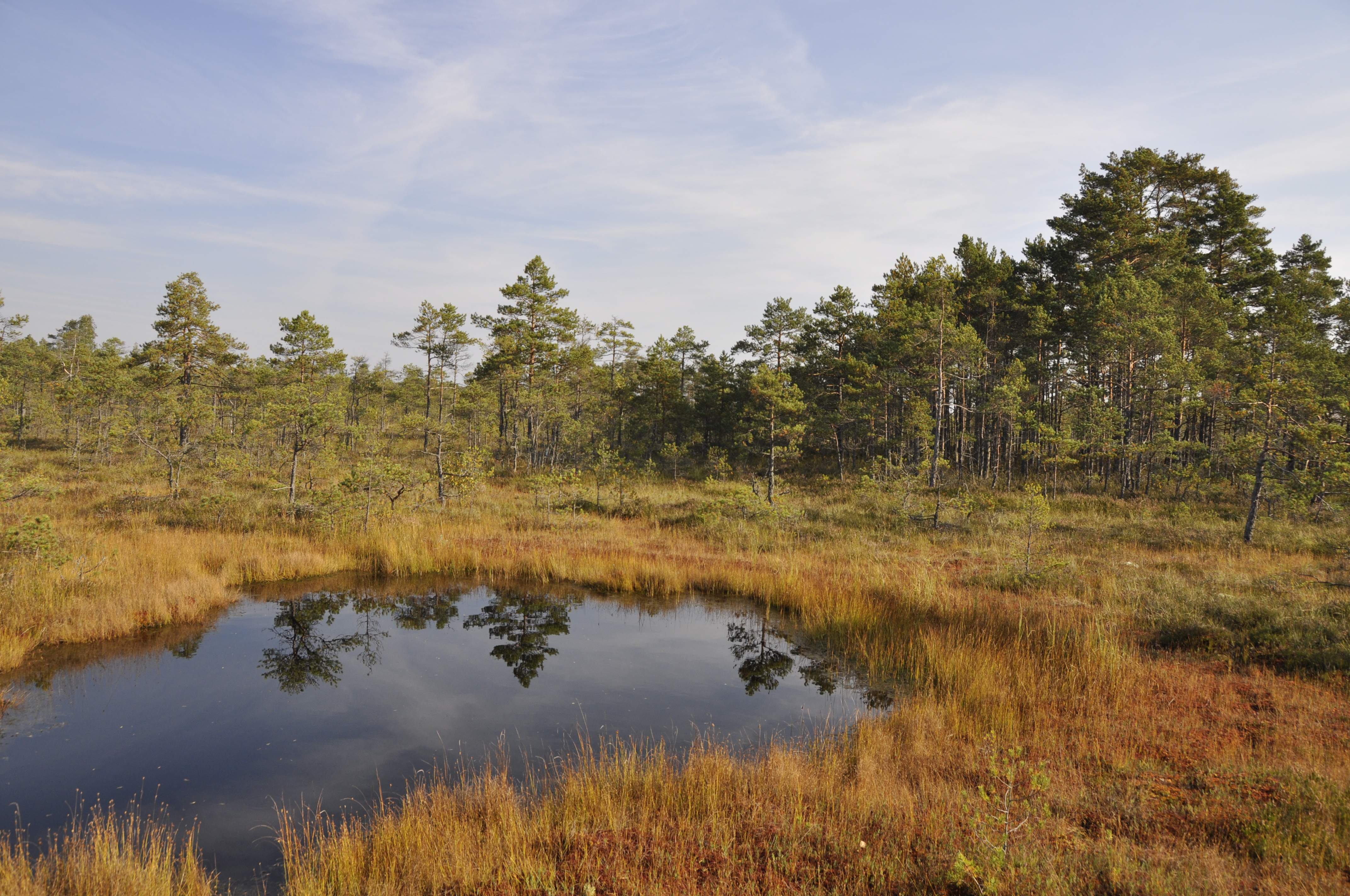 Lake in front of a forest