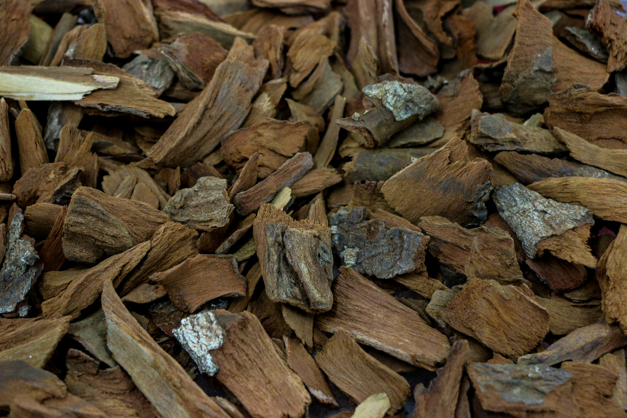 Close-up on quinine bark