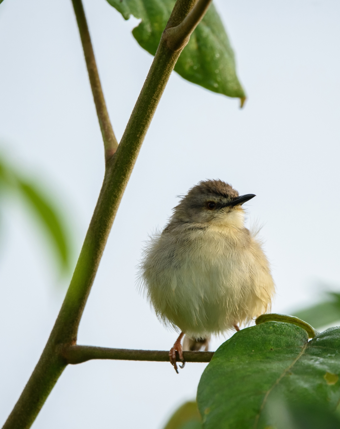 Little bird on a branch