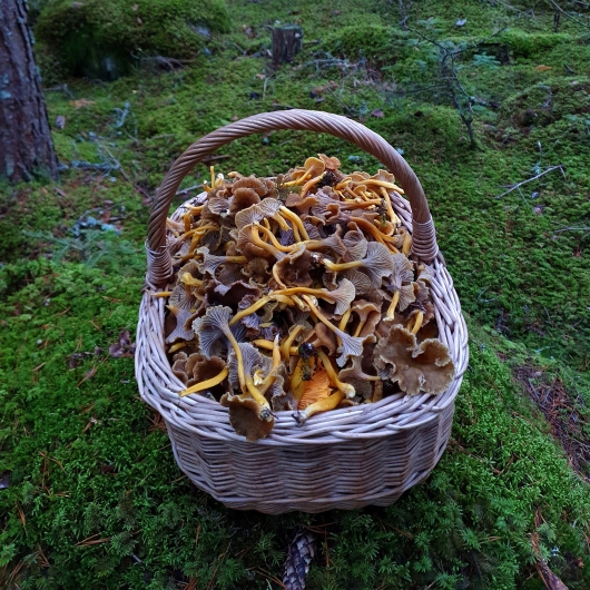 Basket full of mushrooms