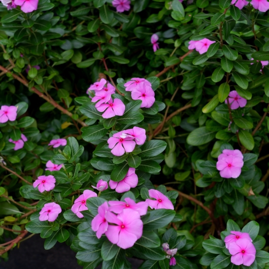 Glossy-leaved tree with pink blossoms