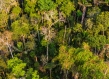 An FSC-certified forest in Madre de Dios, Perú. 