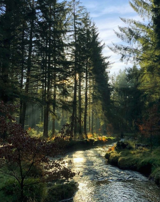 River in a forest at dusk