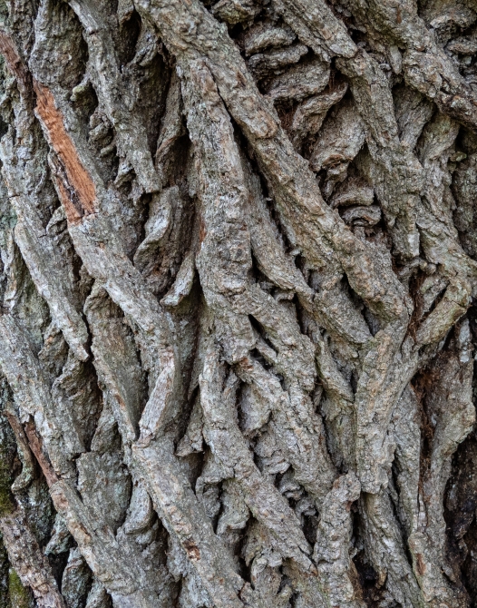 Close-up of oak bark