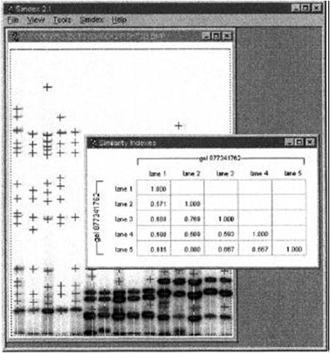 Simdex