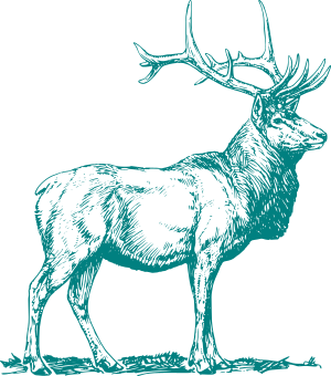 teal deer