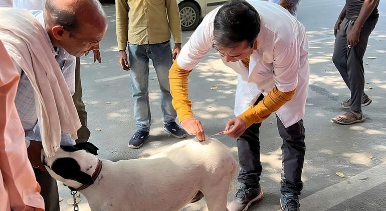 कुत्तों में नियमित रेबीज़ टीकाकरण ही, रेबीज के उन्मूलन की कुँजी है. 