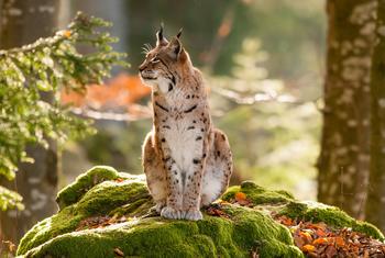 A lynx, a medium sized wild cat, in the Julian Alps Transboundary Biosphere Reserve that spans Italy, Slovenia.