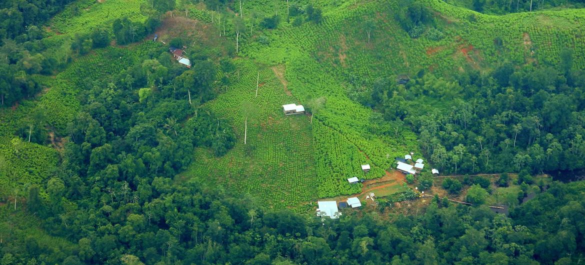 Coca crops growing in Cauca, Colombia (file)