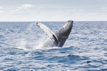 Marine biologists have discovered that whales capture tonnes of carbon from the atmosphere.