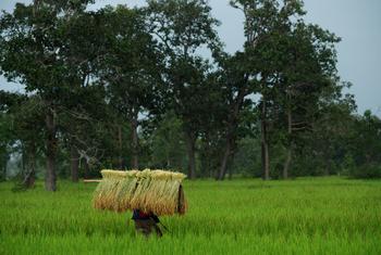 A woman walks home in the rain with sheaves of rice harvested in a village paddy, in rural Lao People's Democratic Republic.