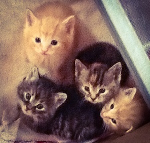 Kittens, all looking in the same direction for once.