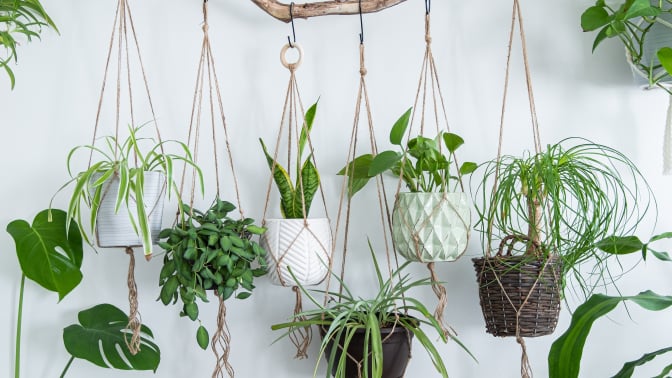 An array of different houseplants suspended with macrame plant holsters