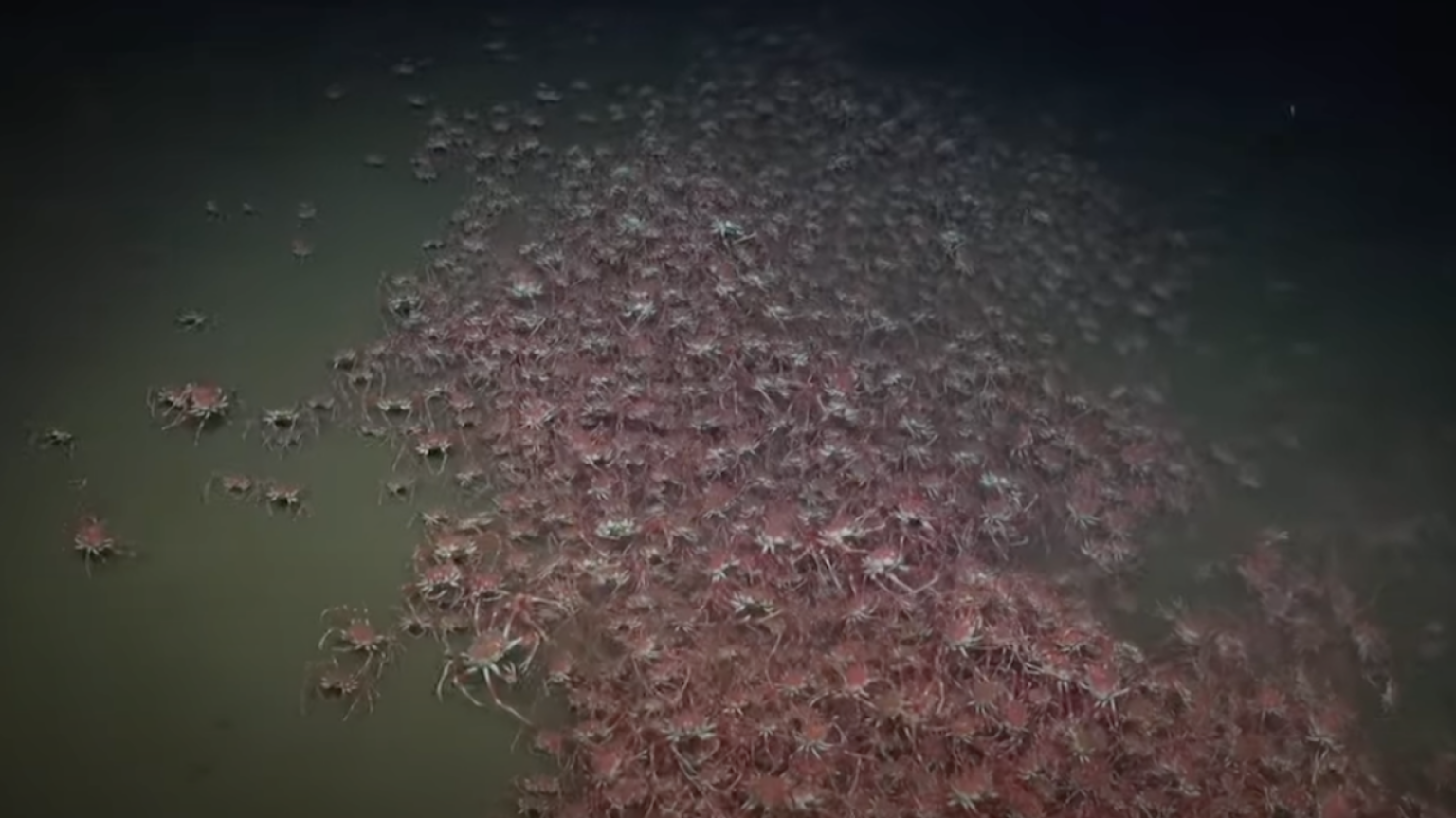 A giant group of crabs filmed 1,350 feet below the surface in San Antonio Canyon.