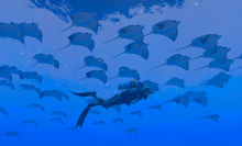 Player character swimming with school of rays in Endless Ocean Luminous