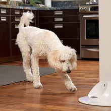 Dog using dog feeder.