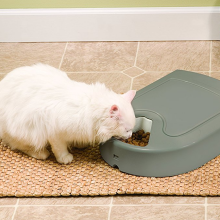 Petsafe automatic feeder with white cat eating