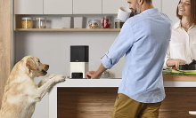 man standing beside dog and treat tossing camera