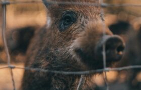 La peste porcine Africaine à nos portes