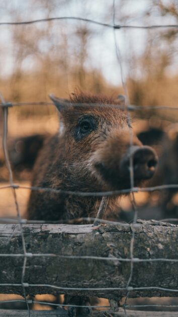 La peste porcine Africaine à nos portes