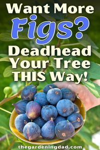 Are you growing figs, but want more? This article will give you the 10 most effective tips to deadhead your tree this way to get the results you have been looking for. #thegardeningdad #figs