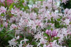 pink and white flowers are blooming in the garden