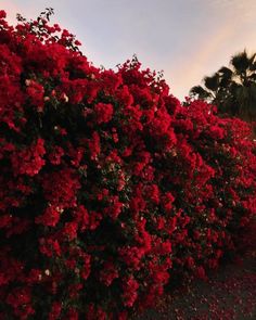 red flowers line the side of a road