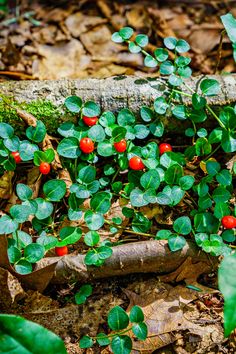 small red berries growing on the leaves of a plant with green leaves and brown ground