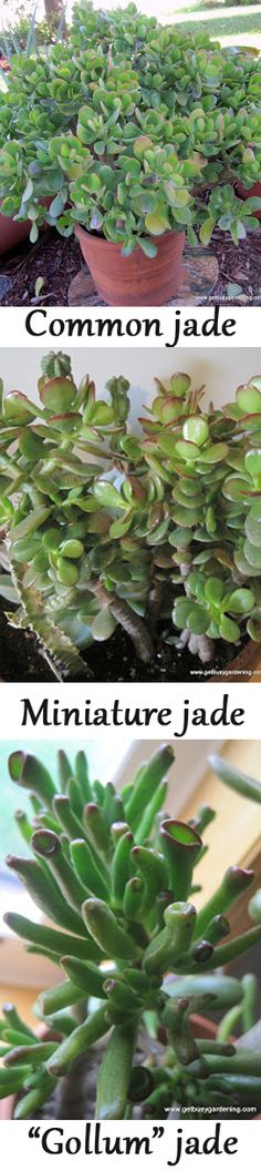 three different types of succulent plants in pots with the words, common and miniature jade