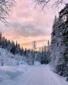 a snow covered road in the middle of a forest with trees on both sides and a pink sky