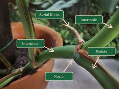 the parts of a plant that are labeled in green letters and arrows pointing to them