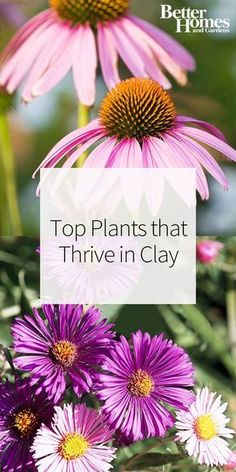 purple flowers with the words top plants that thrive in clay on it's side