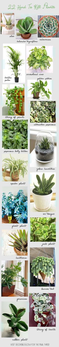 many different types of plants and their names