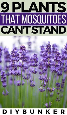 purple flowers with the words 9 plants that mosquitoes can't stand in front of them