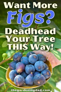 a bowl full of figs with the words, want more figs? deadhead your tree this way