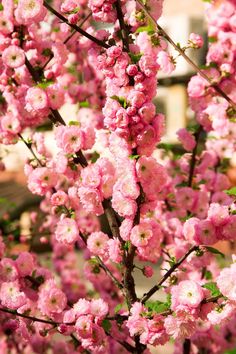 pink flowers are blooming on a tree