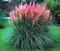 pink flowers are growing in the green grass