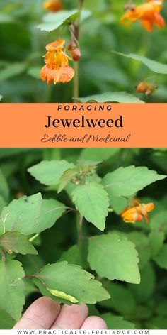 a hand holding an orange flower with the words foraging jewelweed above it