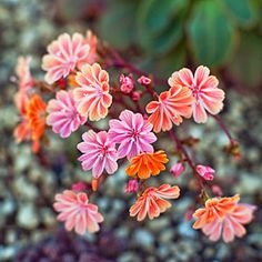 small pink and orange flowers growing out of the ground