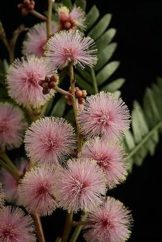 pink flowers with green leaves in the background