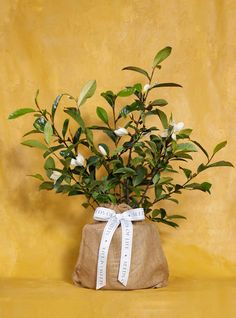 a plant in a burlap bag with ribbon around the top, on a yellow background